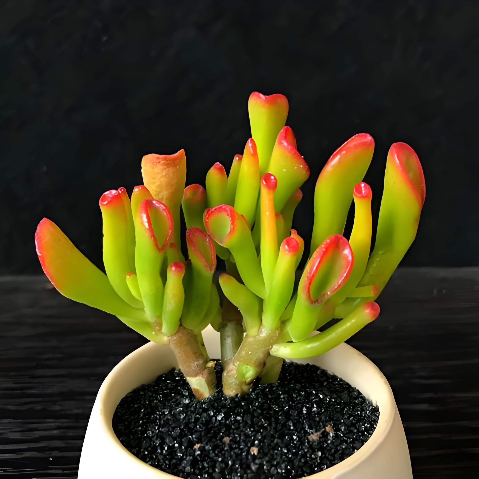 筒叶花月