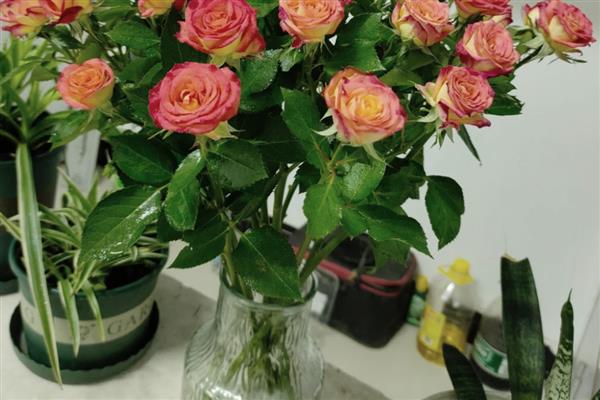 水养玫瑰花垂头了如何补救