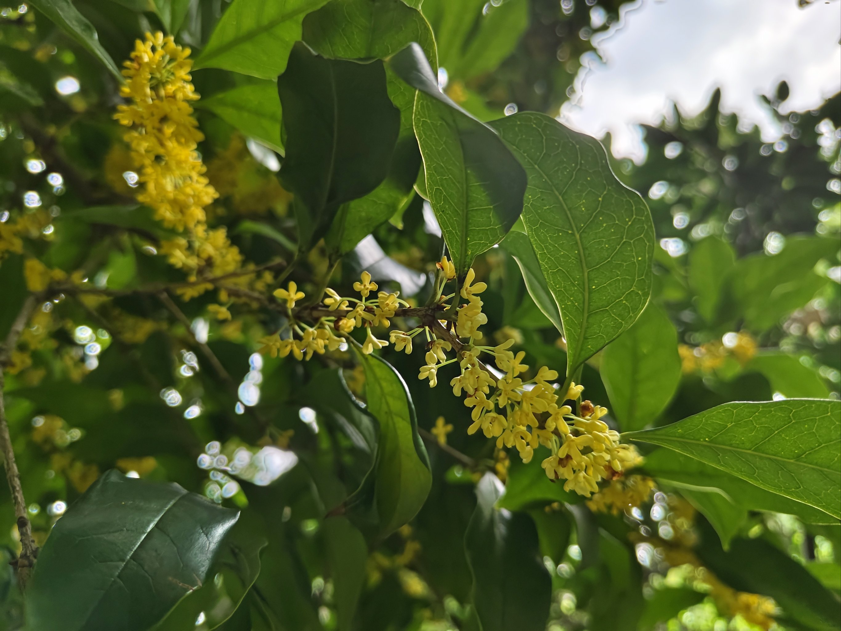 八月娇子桂花养生功效